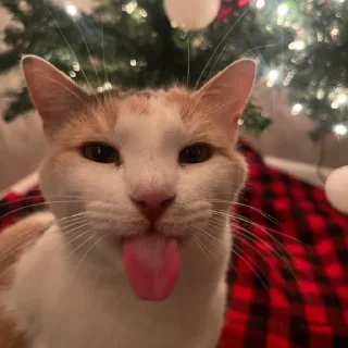 🌲