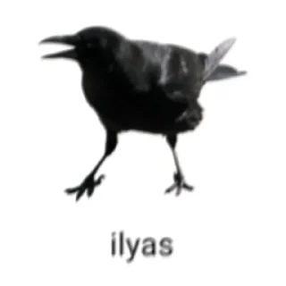 🐦‍⬛️