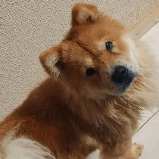 🐶