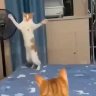 🤩