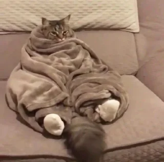 🐱