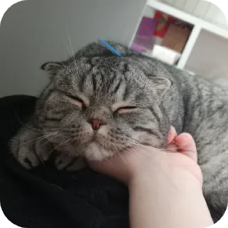 🐱