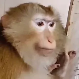 🌟