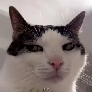 🐾