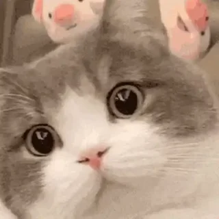 🐈