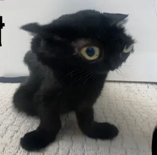 🐱