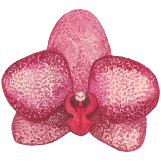 🌸