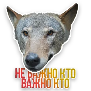 🐺