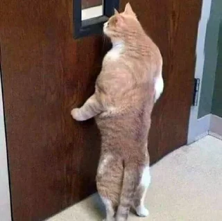 🫣