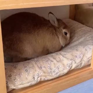 🤩