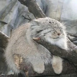 😴