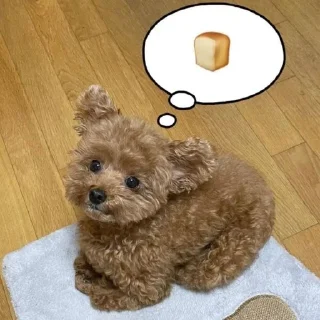🐶