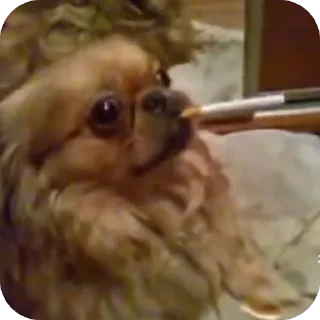 🚬