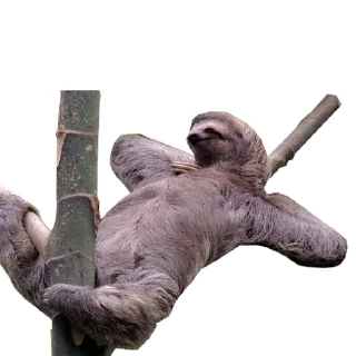 Fun Sloth