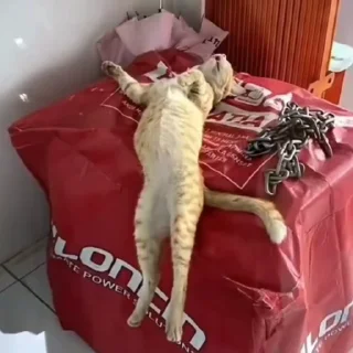 🐈