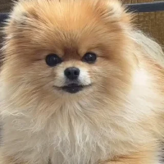 🤩