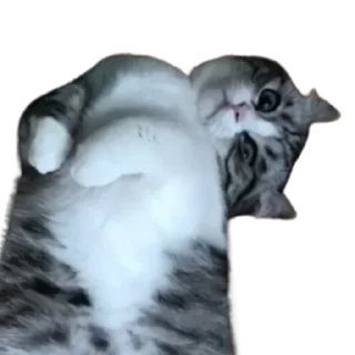 😺