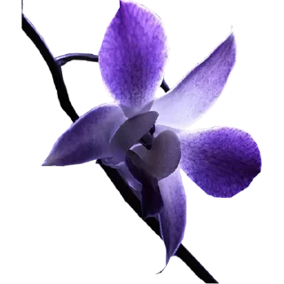🌸