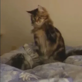 🐱