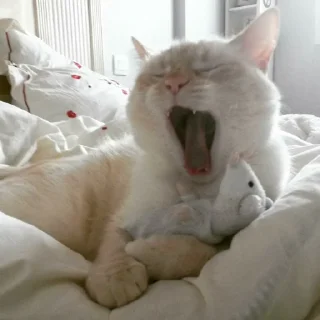 😴
