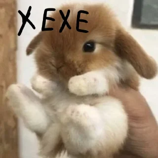 🐰