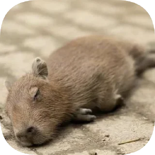 😴
