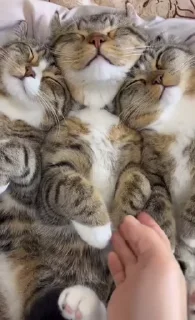 🌟