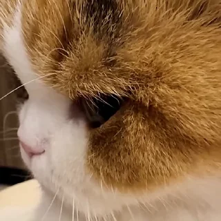 🙈