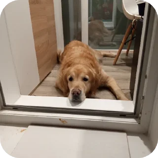 🐶