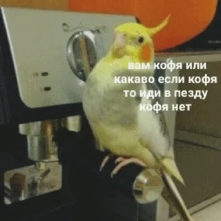 🦜