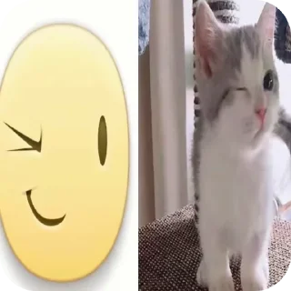 🐱