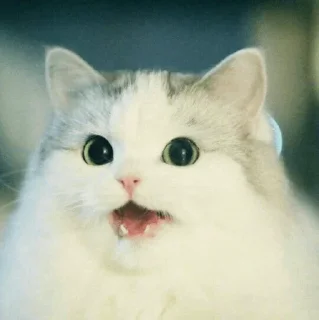 Stooped Cats @stickersb2b