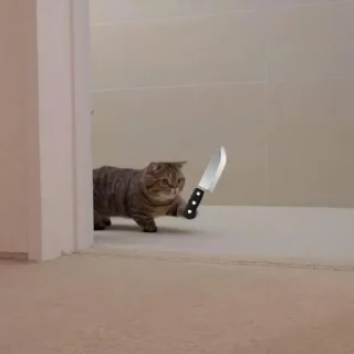 🐈