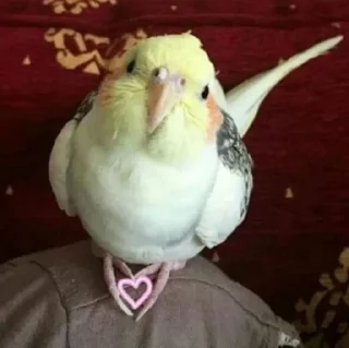 💖