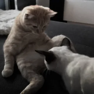 🐈‍⬛
