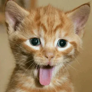 🤪
