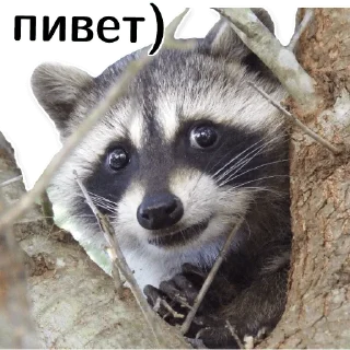 offensive_raccoons