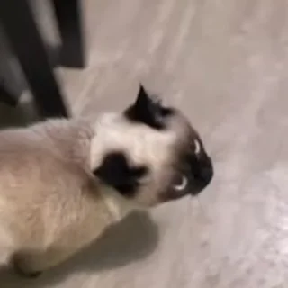 🙀
