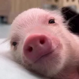 🐷