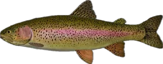 🐟