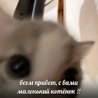 ✌️