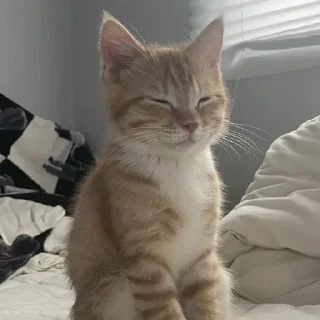 🐈