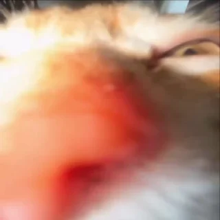 🐈‍⬛