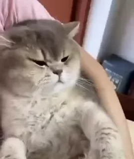 😺