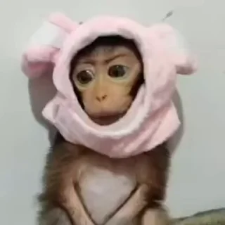 🐵