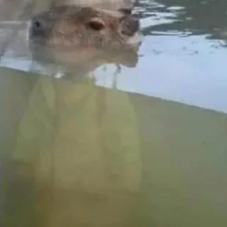 🦦