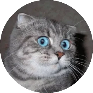 😸