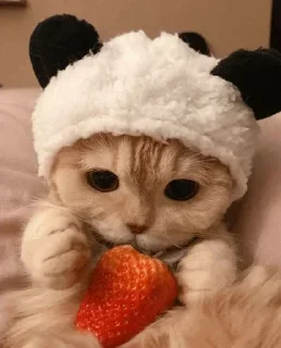🐾