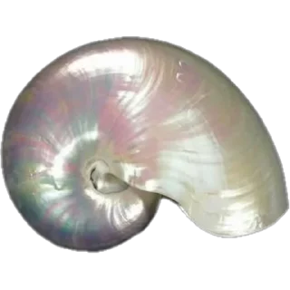 🐚