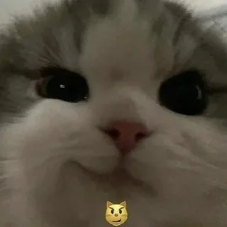😼